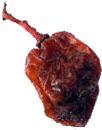 pasita
